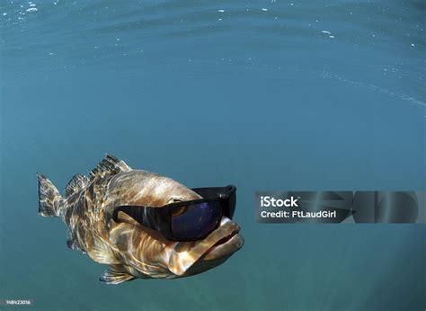 Can You Swim in Lake Las Vegas? And Why Are the Fish Wearing Sunglasses?